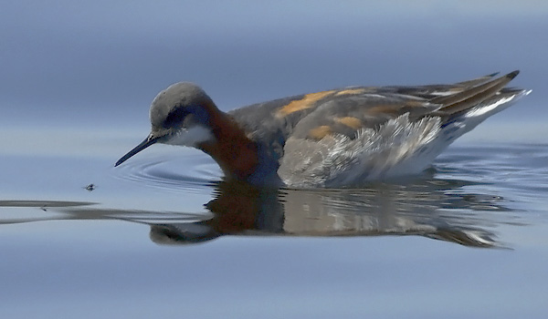 Vesipääsky, Red-necked Phalarope, Phalaropus lobatus
